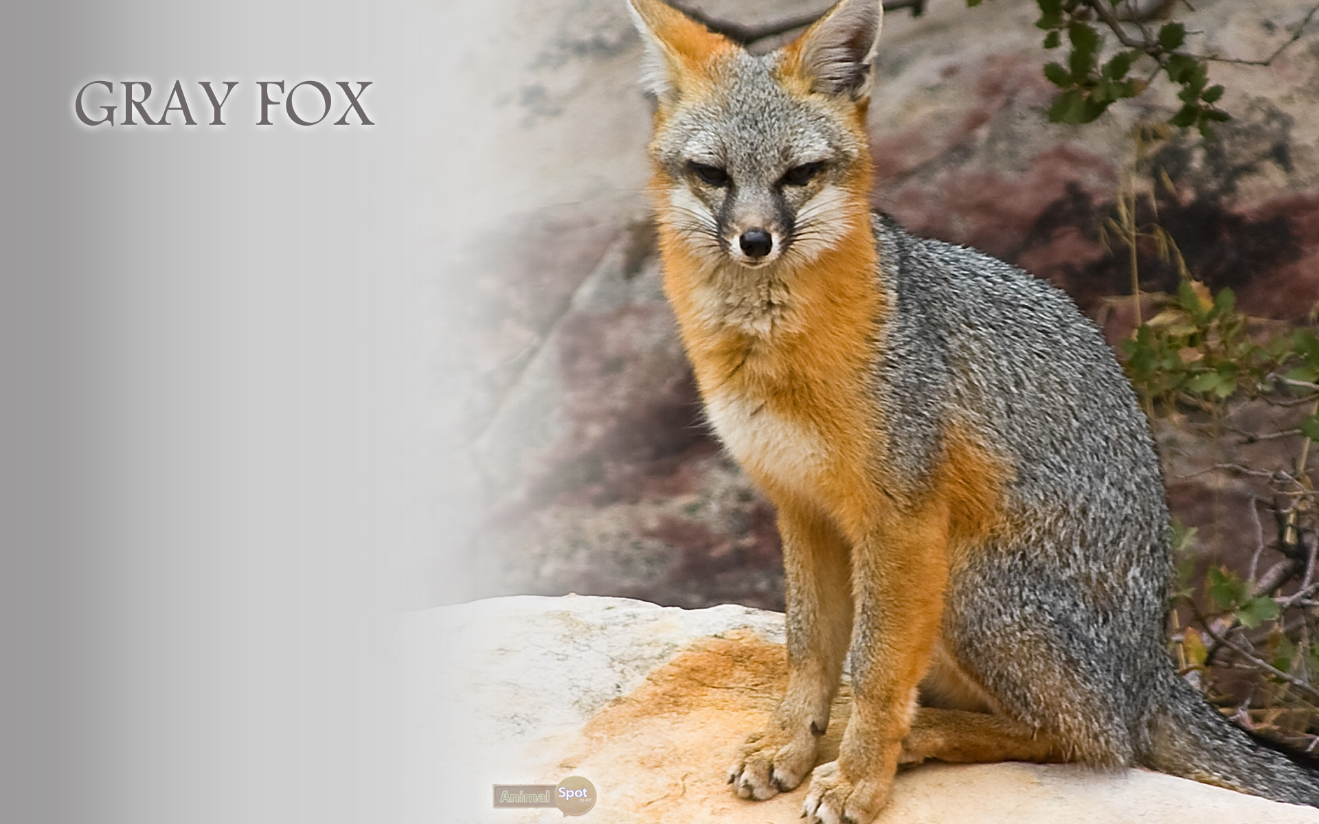 Fox Wallpapers - Animal Spot