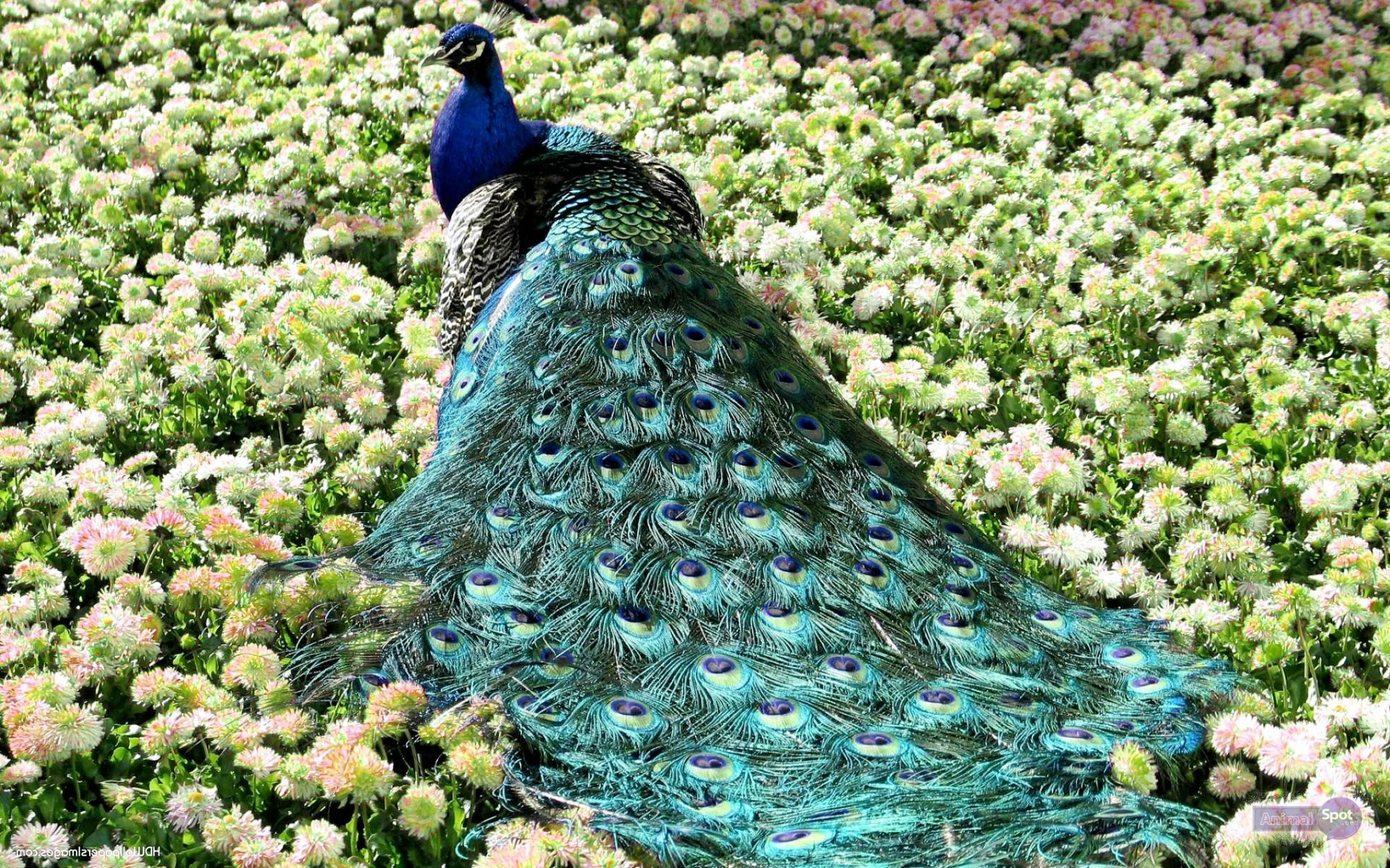 Peacock Wallpapers - Animal Spot