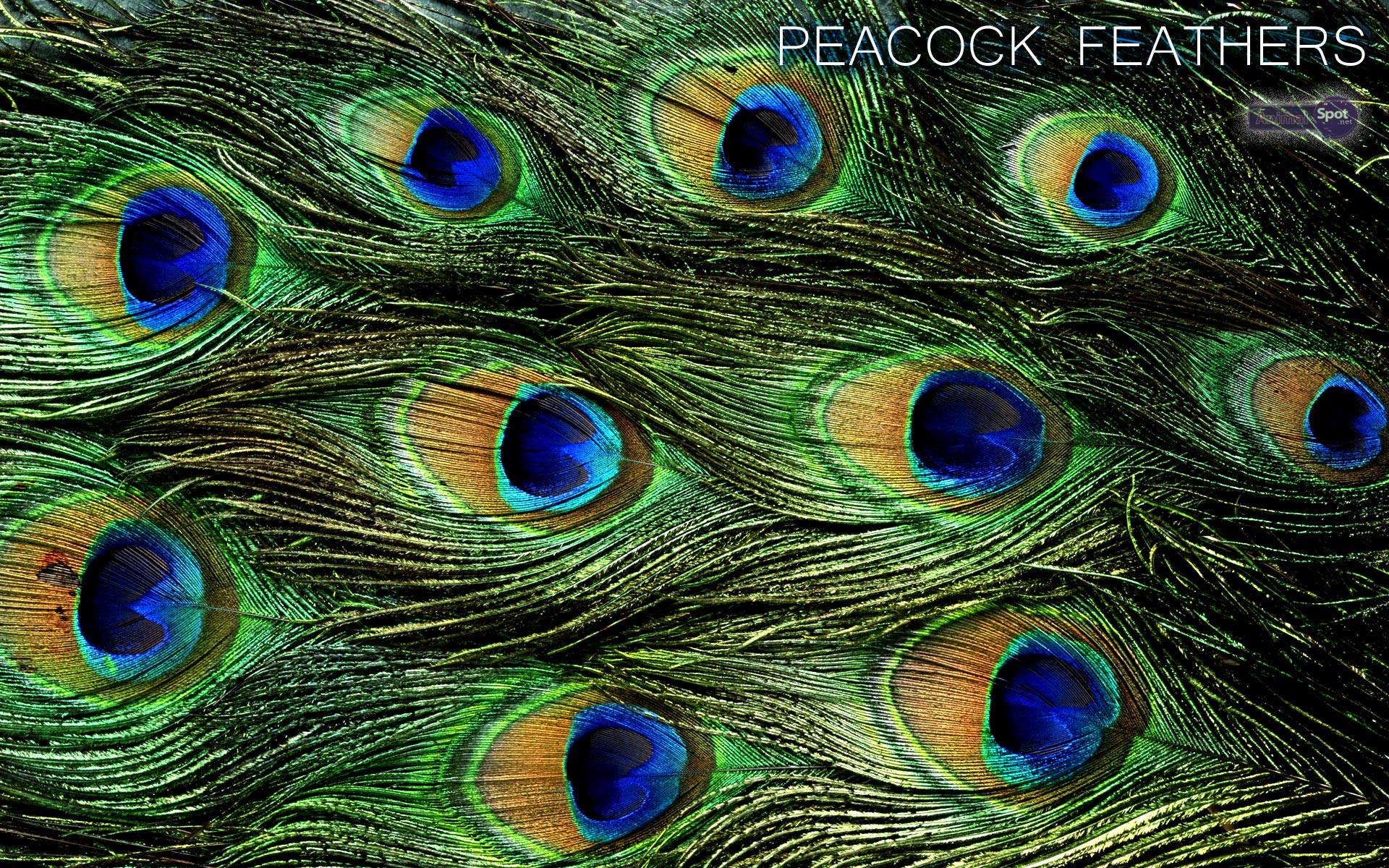 peacock feather desktop background