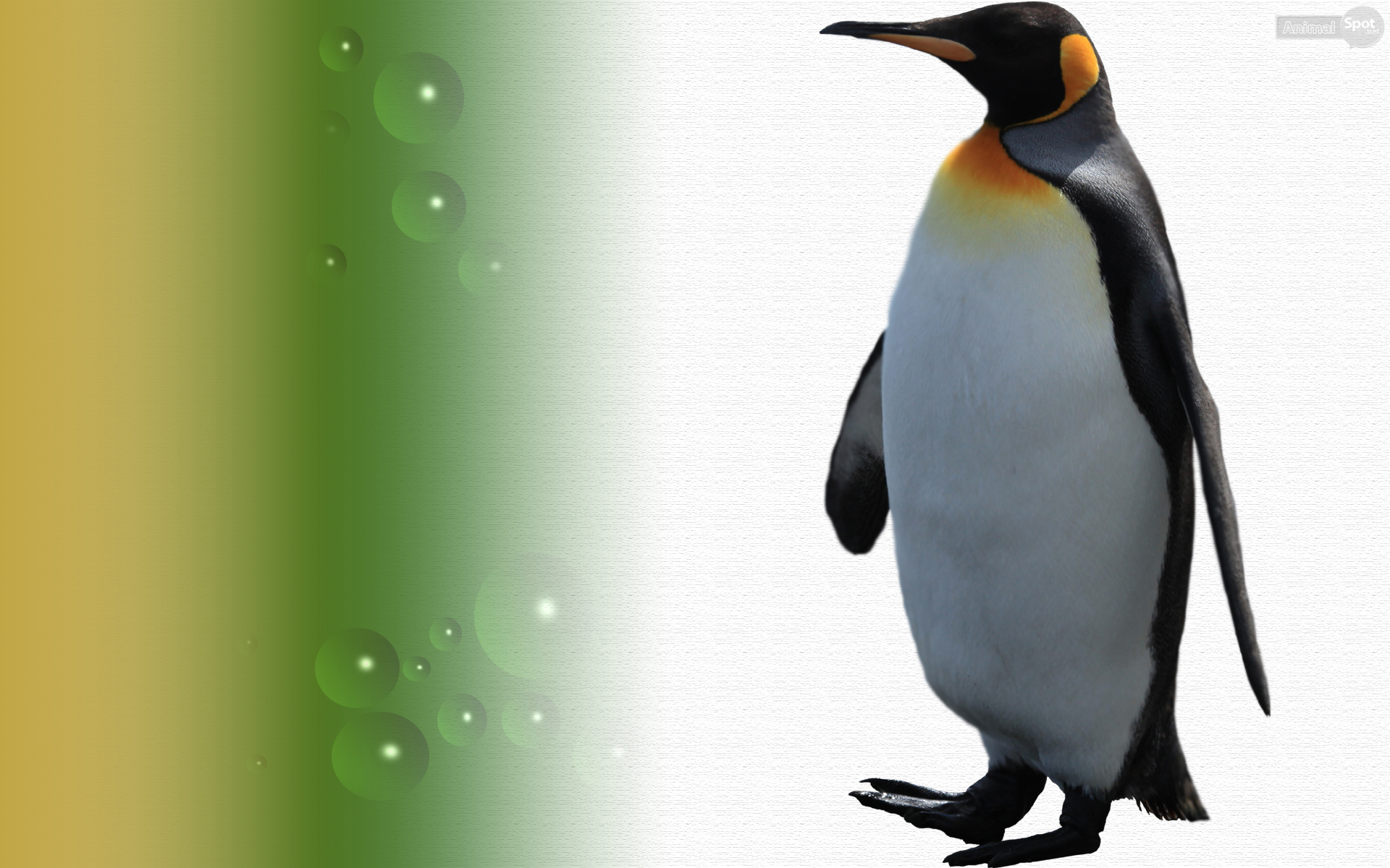 Penguin Wallpapers - Animal Spot