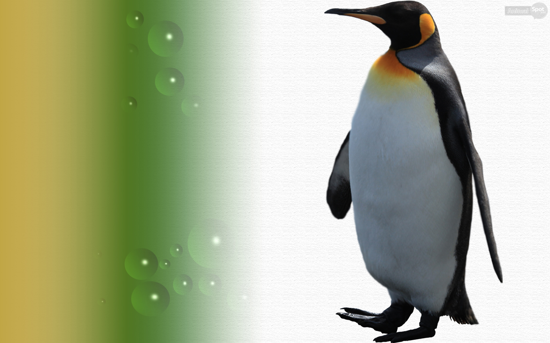 Cute Penguin Wallpaper For Desktop 60 images