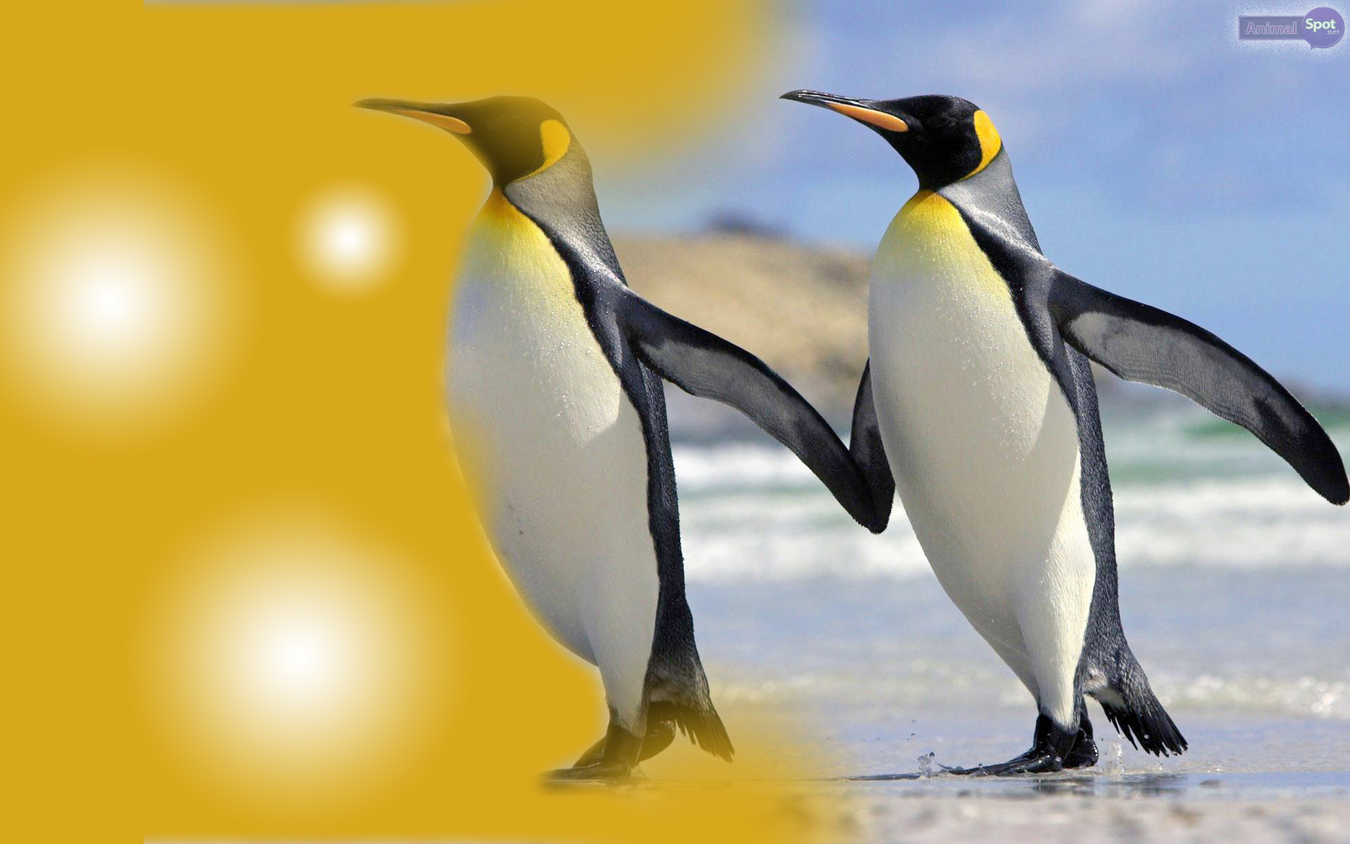 100 Baby Penguin Background s  Wallpaperscom