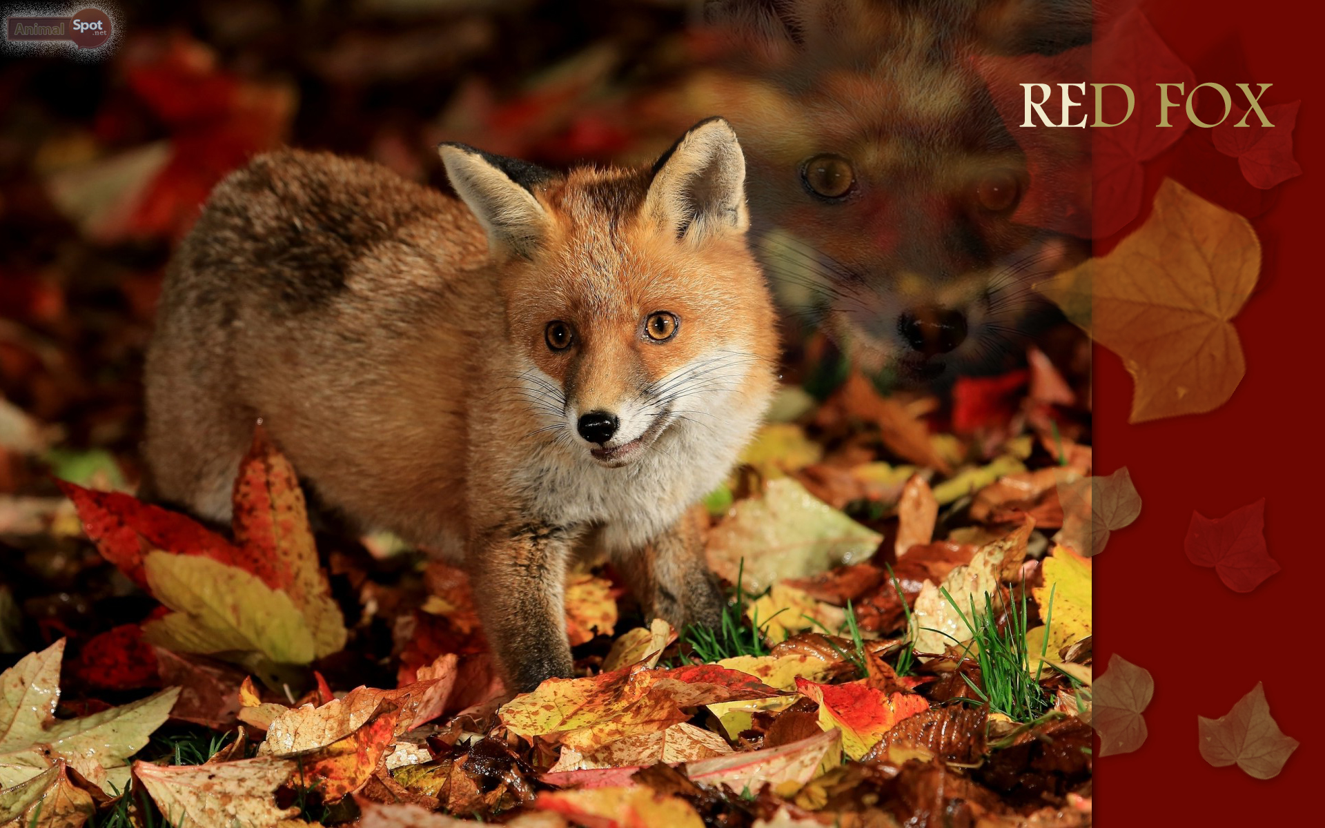 HD wallpaper fox animals wildlife nature  Wallpaper Flare