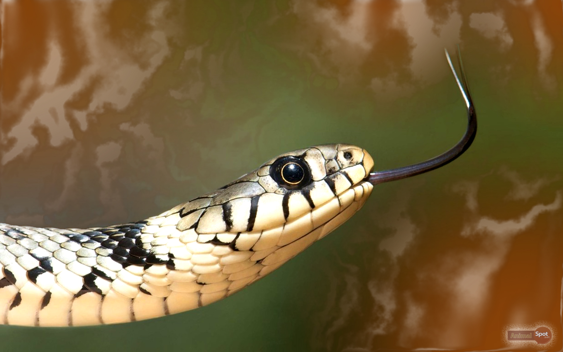 Black Snake HD Wallpapers  Top Free Black Snake HD Backgrounds   WallpaperAccess