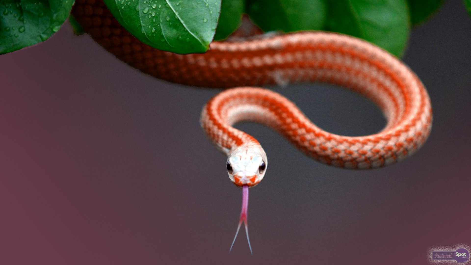 Snake Wallpapers - Animal Spot