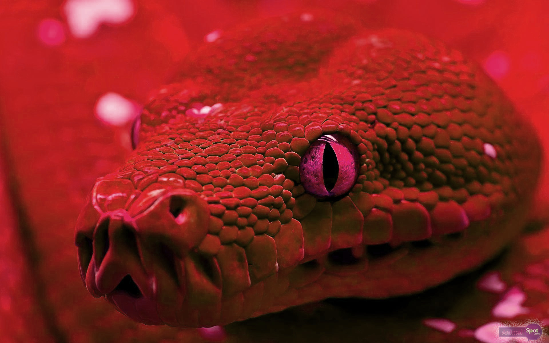 Snake Wallpapers - Animal Spot