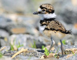 Baby Killdeer