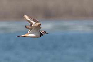 Flying Killdeer