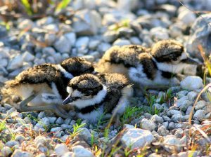 Killdeer Babies