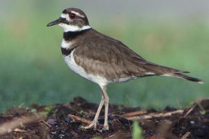 Killdeer Bird