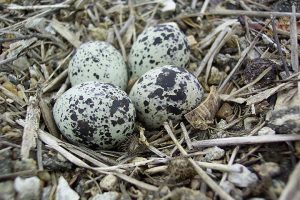 Killdeer Bird Eggs