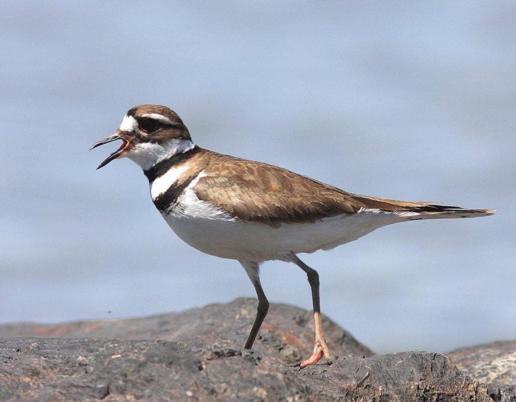 Killdeer Bird Facts, Habitat, Eggs, Sounds, Adaptations, Pictures