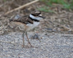 Killdeer Chick