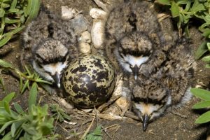 Killdeer Chicks