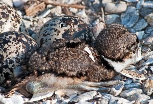 Killdeer Eggs Hatching