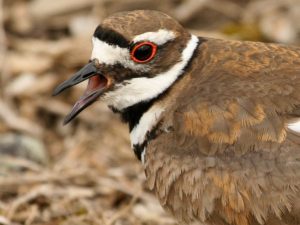 Killdeer Eyes