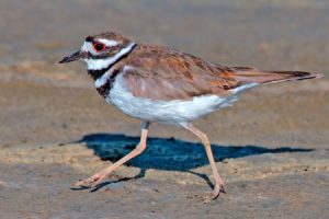 Killdeer Feet