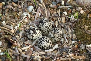 Killdeer Nest