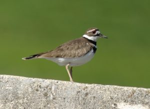 Killdeer Photos