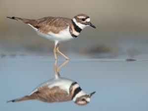 Killdeer Pictures