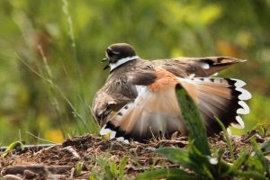 Killdeer Tail