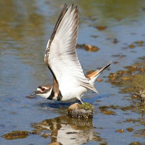 Killdeer Wings