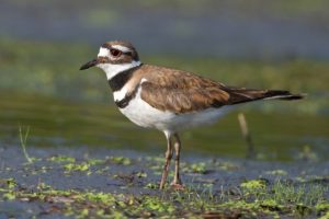 Pictures of Killdeer Birds