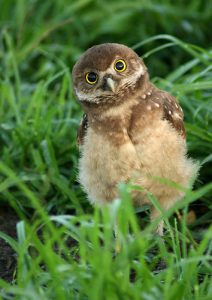 Baby Burrowing Owl