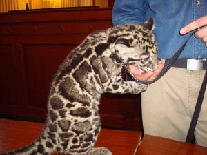 Baby Clouded Leopard