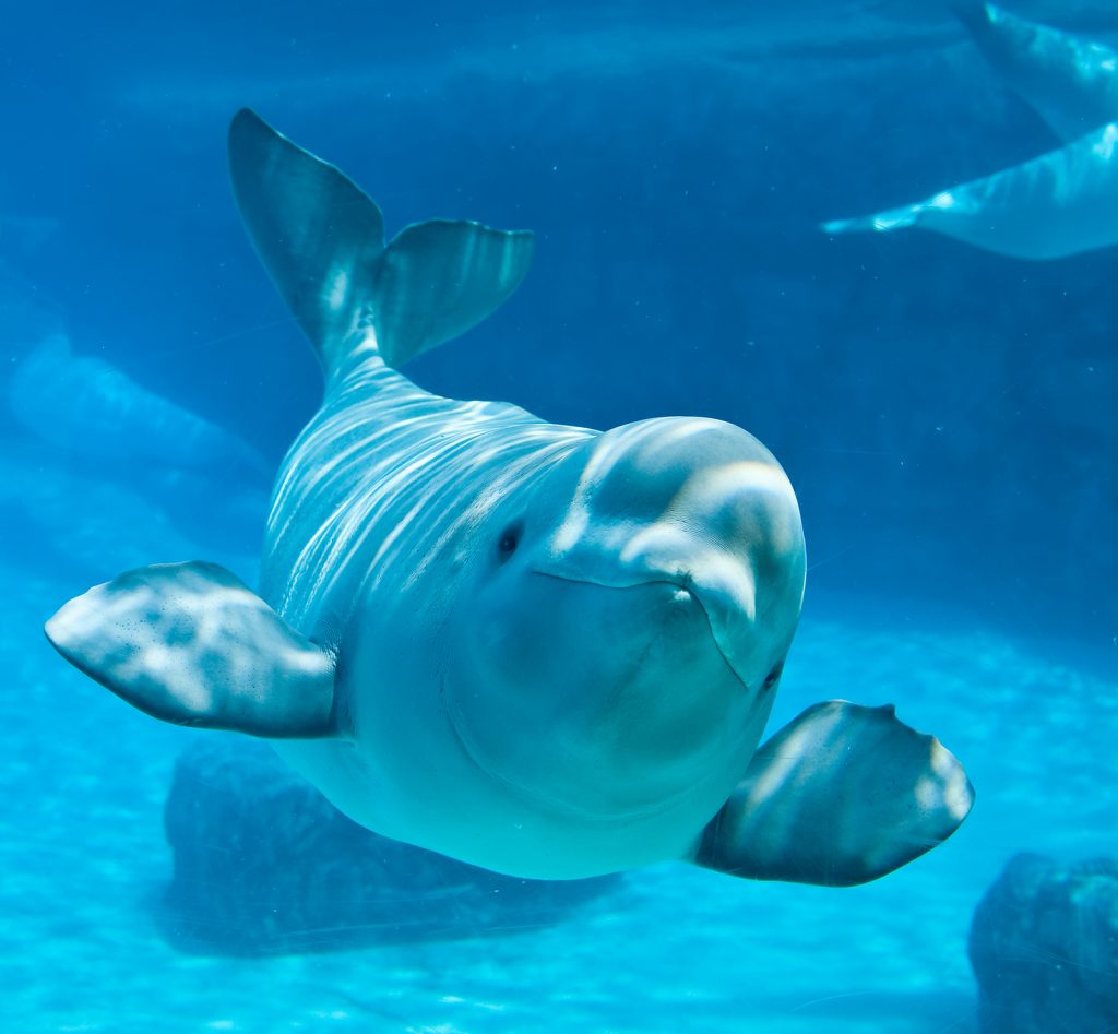 Beluga Whale Facts, Habitat, Sounds, Diet, Baby, Videos ...
