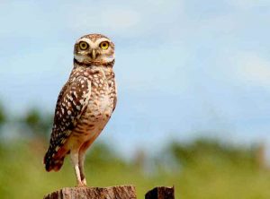 Brazilian Burrowing Owl