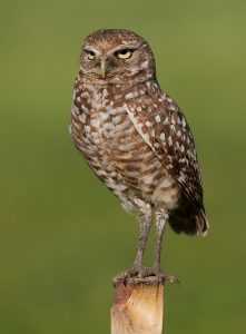 Burrowing Owl