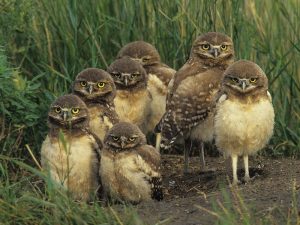 Burrowing Owl Babies