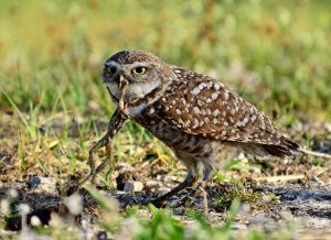 Burrowing Owl Eating