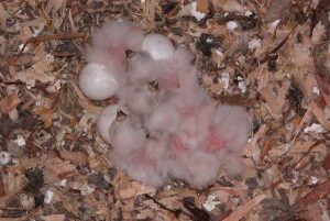 Burrowing Owl Eggs