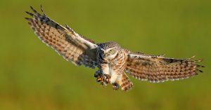 Burrowing Owl Flying