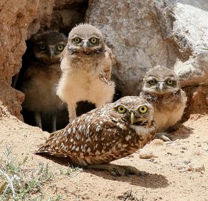 Burrowing Owl Habitat