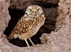 Burrowing Owl Images