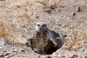 Burrowing Owl Nest