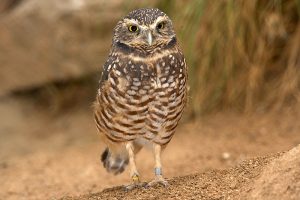 Burrowing Owl Photos