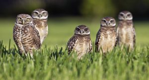 Burrowing Owl Pictures
