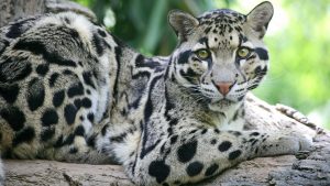 Clouded Leopard