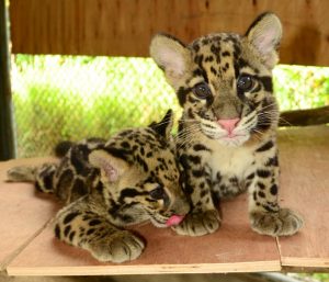 Clouded Leopard Cub