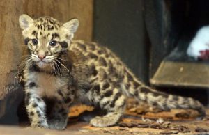 Clouded Leopard Cubs Pictures