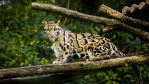 Clouded Leopard Images