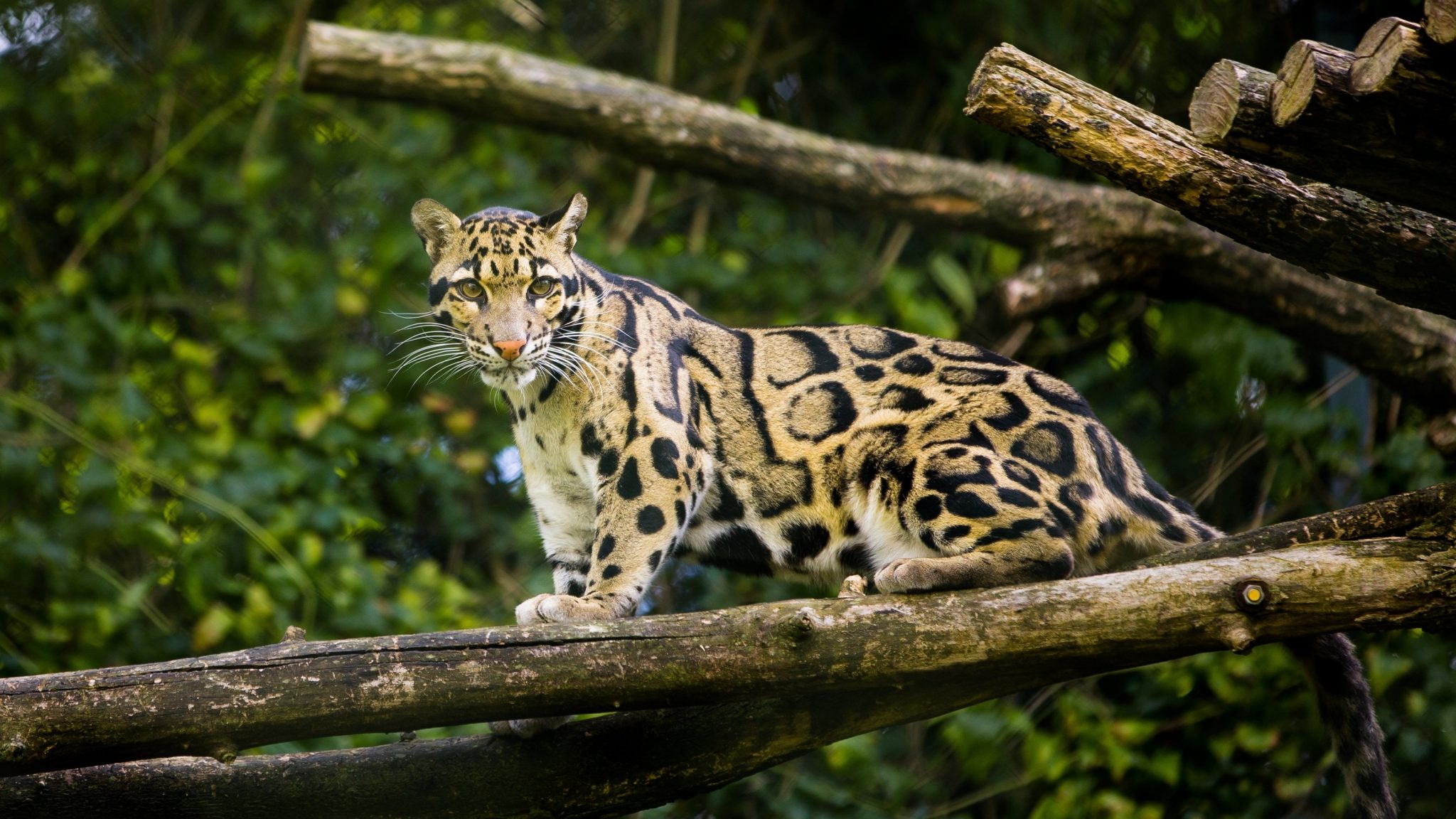 Clouded Leopard Information Facts Habitat Adaptations Pictures