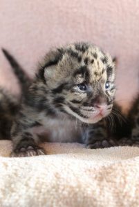 Clouded Leopard Kitten