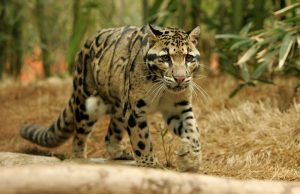 Clouded Leopards