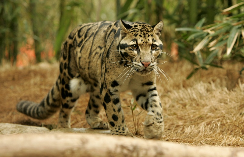 Clouded Leopard Information Facts Habitat Adaptations Pictures