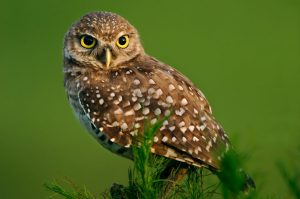 Florida Burrowing Owl